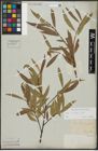 Foto von Salix acutifolia Willd.